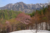 奥裾花渓谷の桜