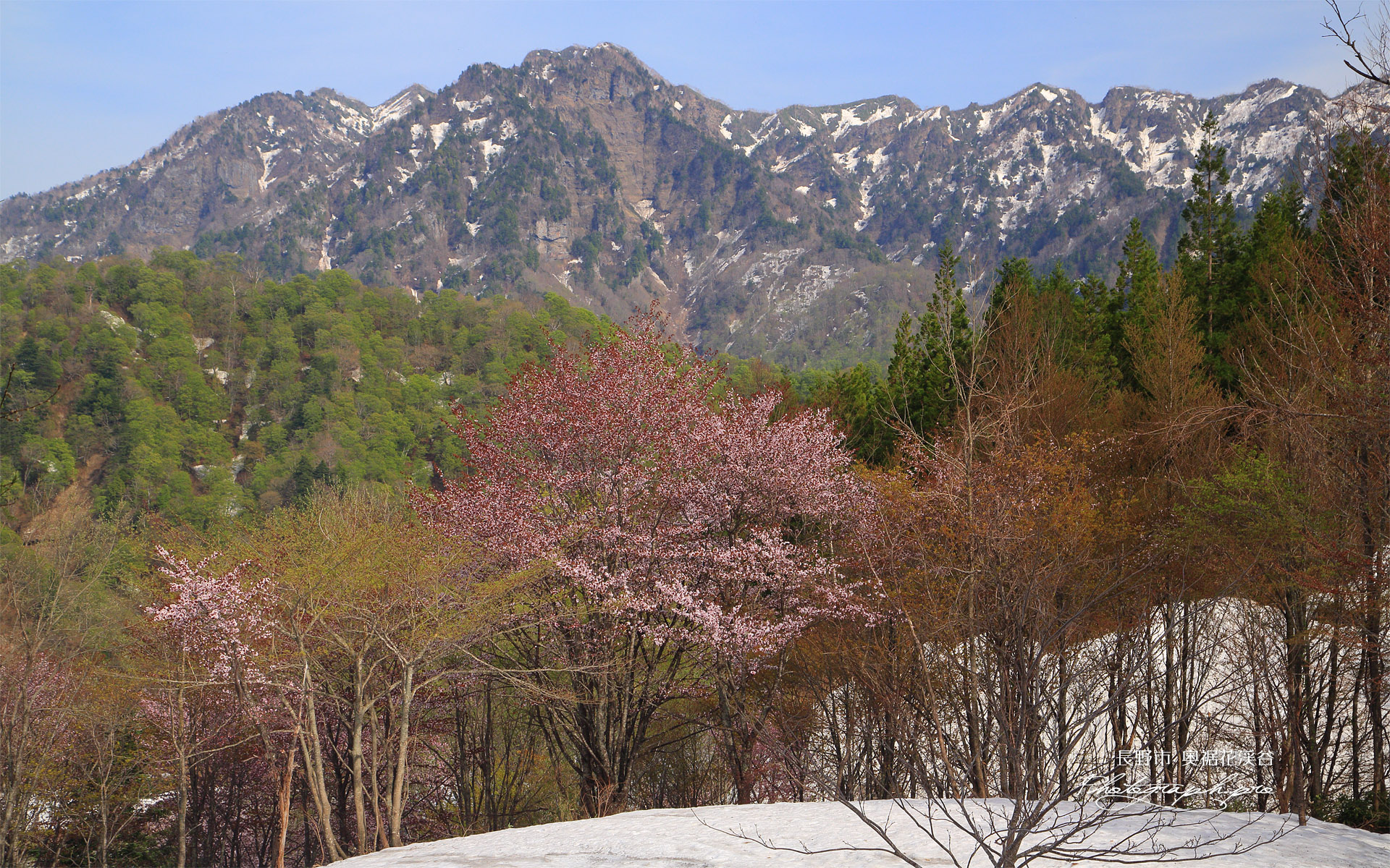 奥裾花渓谷の桜