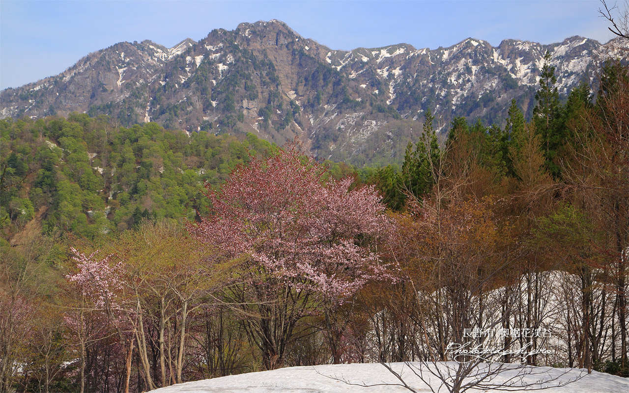 奥裾花渓谷の桜 壁紙