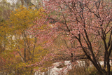 奥裾花渓谷の桜