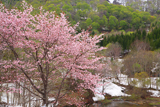 奥裾花渓谷の桜