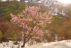 奥裾花渓谷の桜
