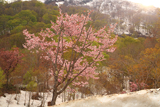 奥裾花渓谷の桜