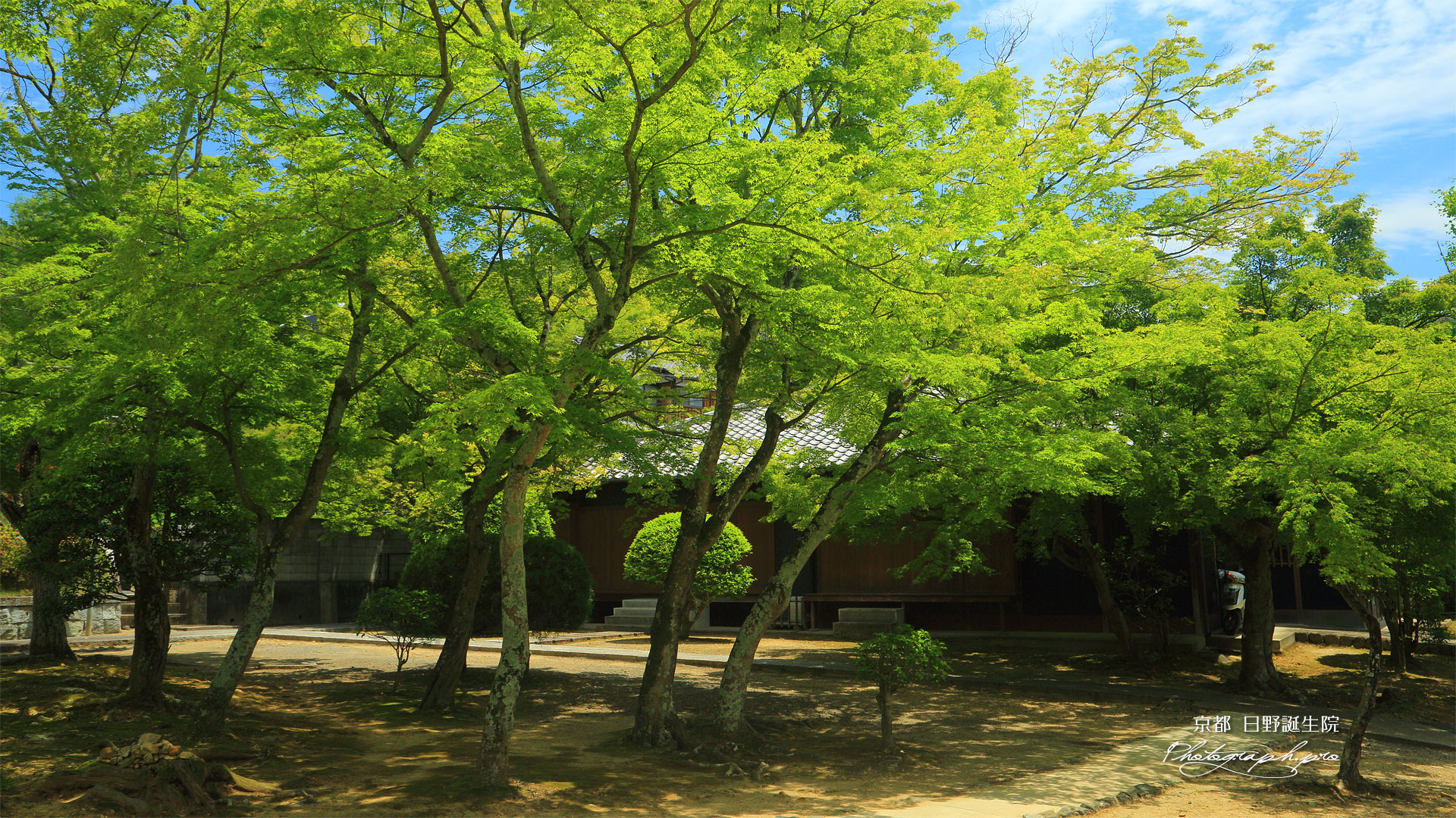 日野誕生院 新緑の書院