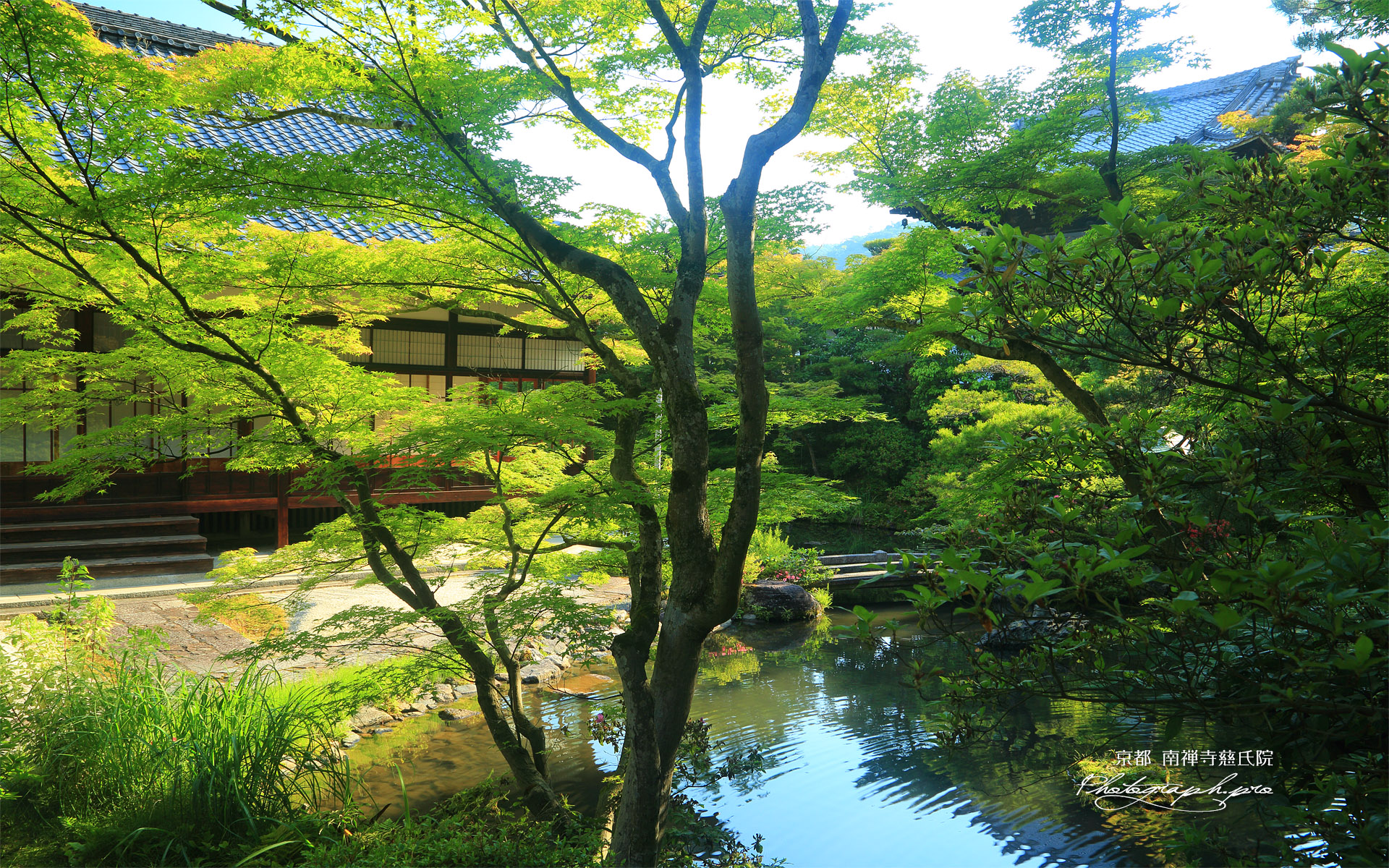 慈氏院 新緑と聴松院本堂