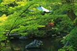 慈氏院 新緑の池泉庭園