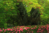 戒光寺 百年夫婦桜の花もみじ