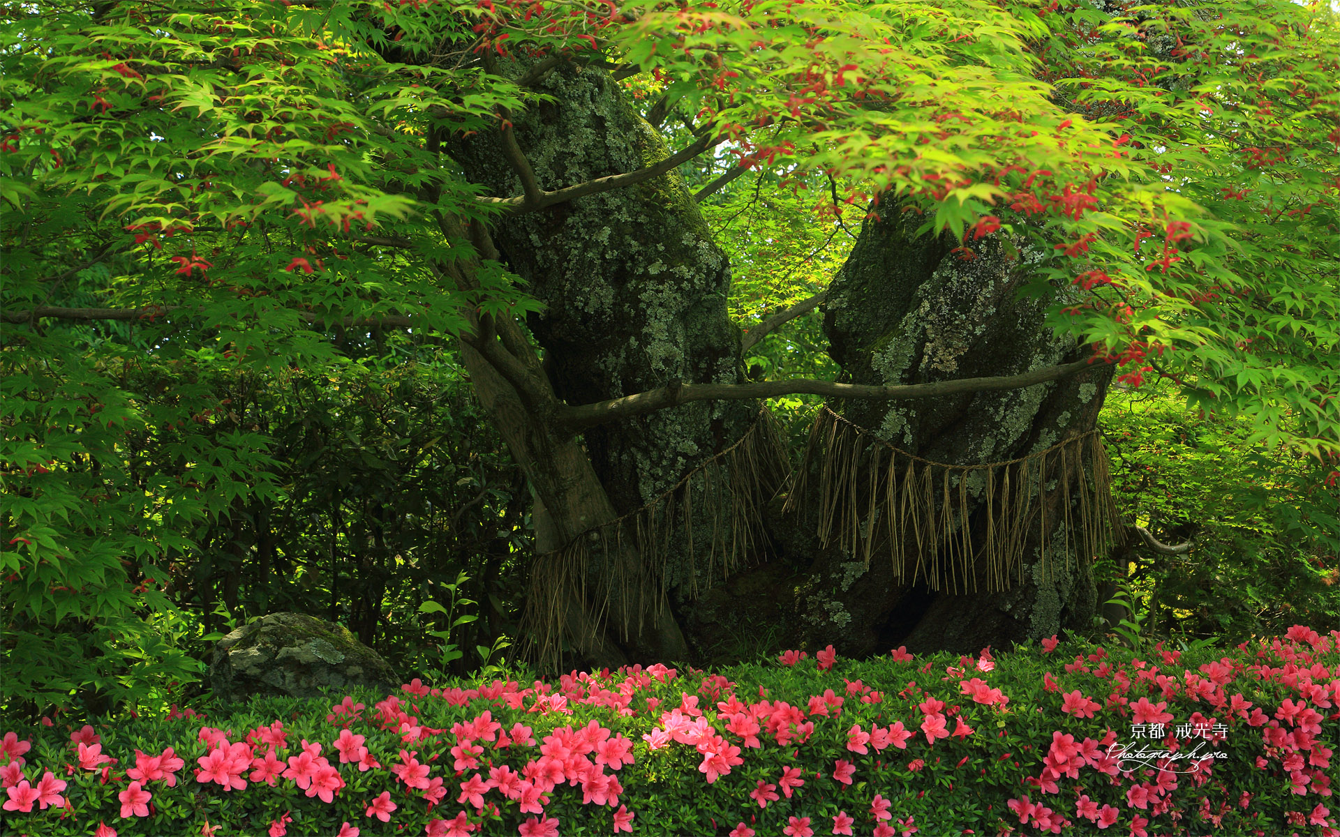 戒光寺 百年夫婦桜の花もみじ