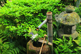 芬陀院 手水鉢のアヤメとサツキ