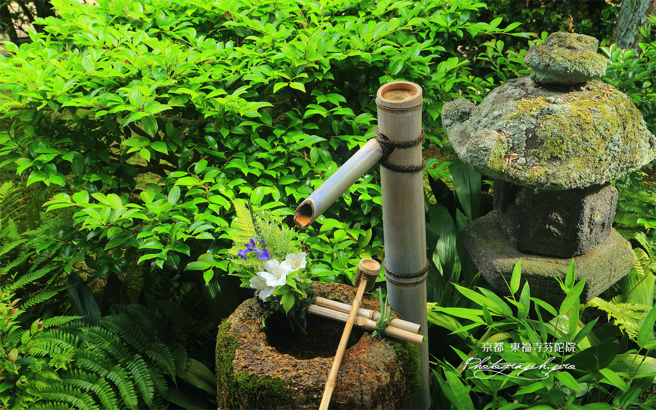 芬陀院 手水鉢のアヤメとサツキ 壁紙
