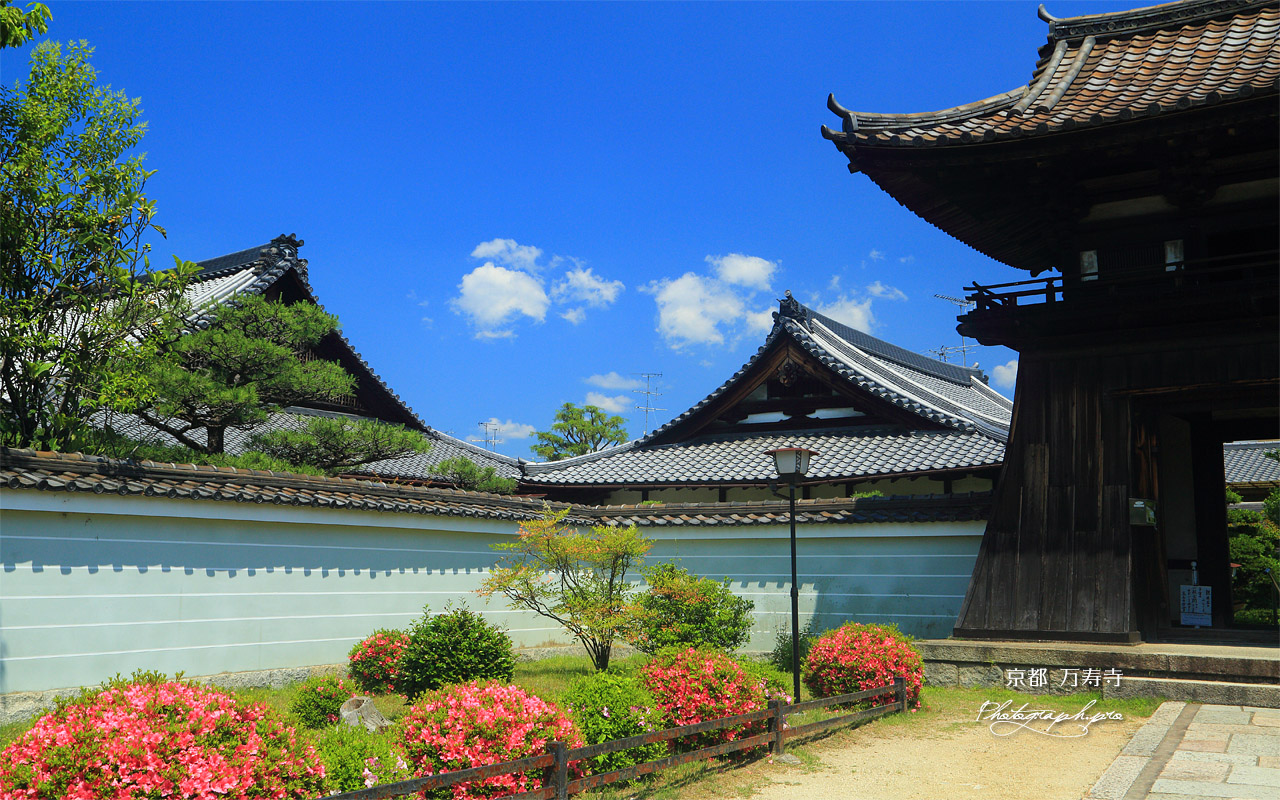 万寿寺 サツキと堂宇 壁紙