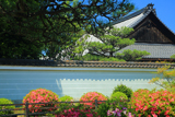 万寿寺 皐月と客殿