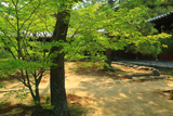 大徳寺 新緑と仏殿