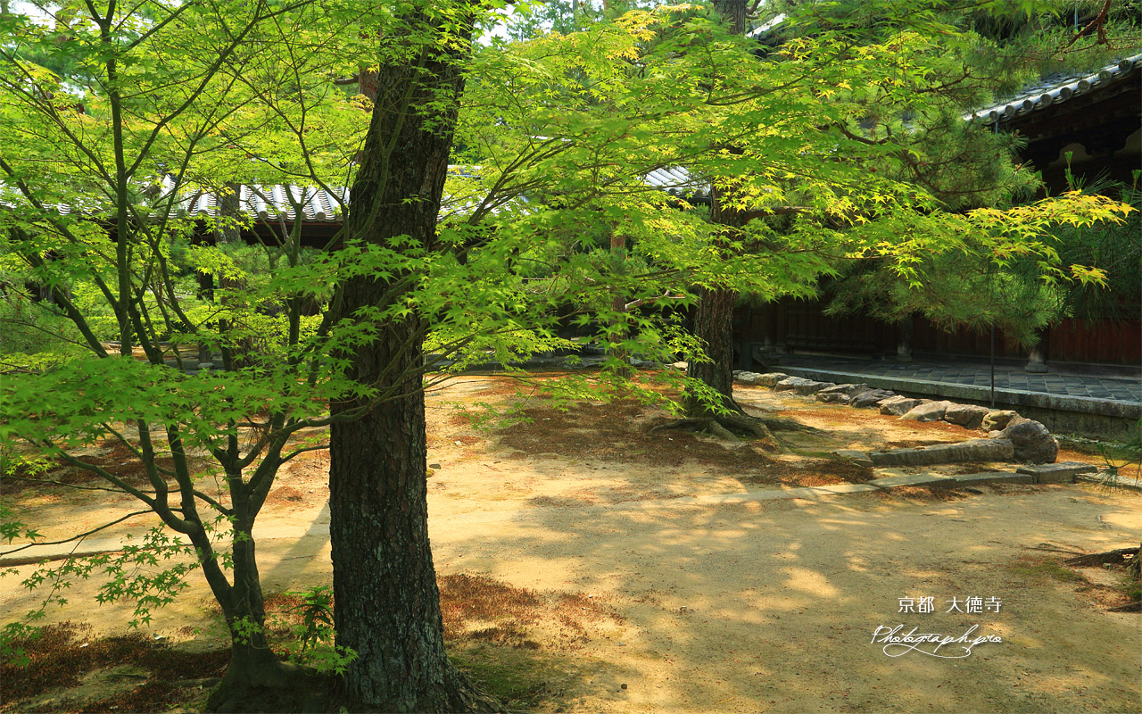 大徳寺 新緑と仏殿 壁紙