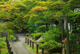 天球院 もみじ花