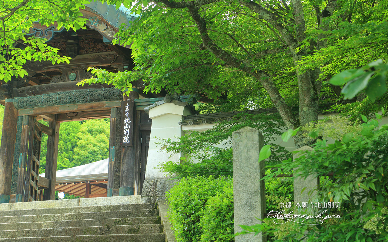 本願寺北山別院 新緑と山門 壁紙