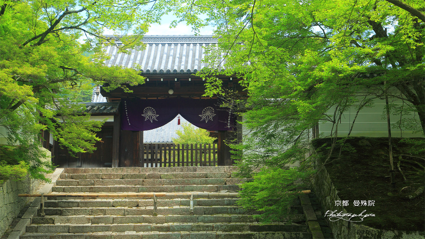曼殊院 新緑の勅使門 壁紙
