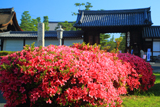 妙心寺 サツキと南総門