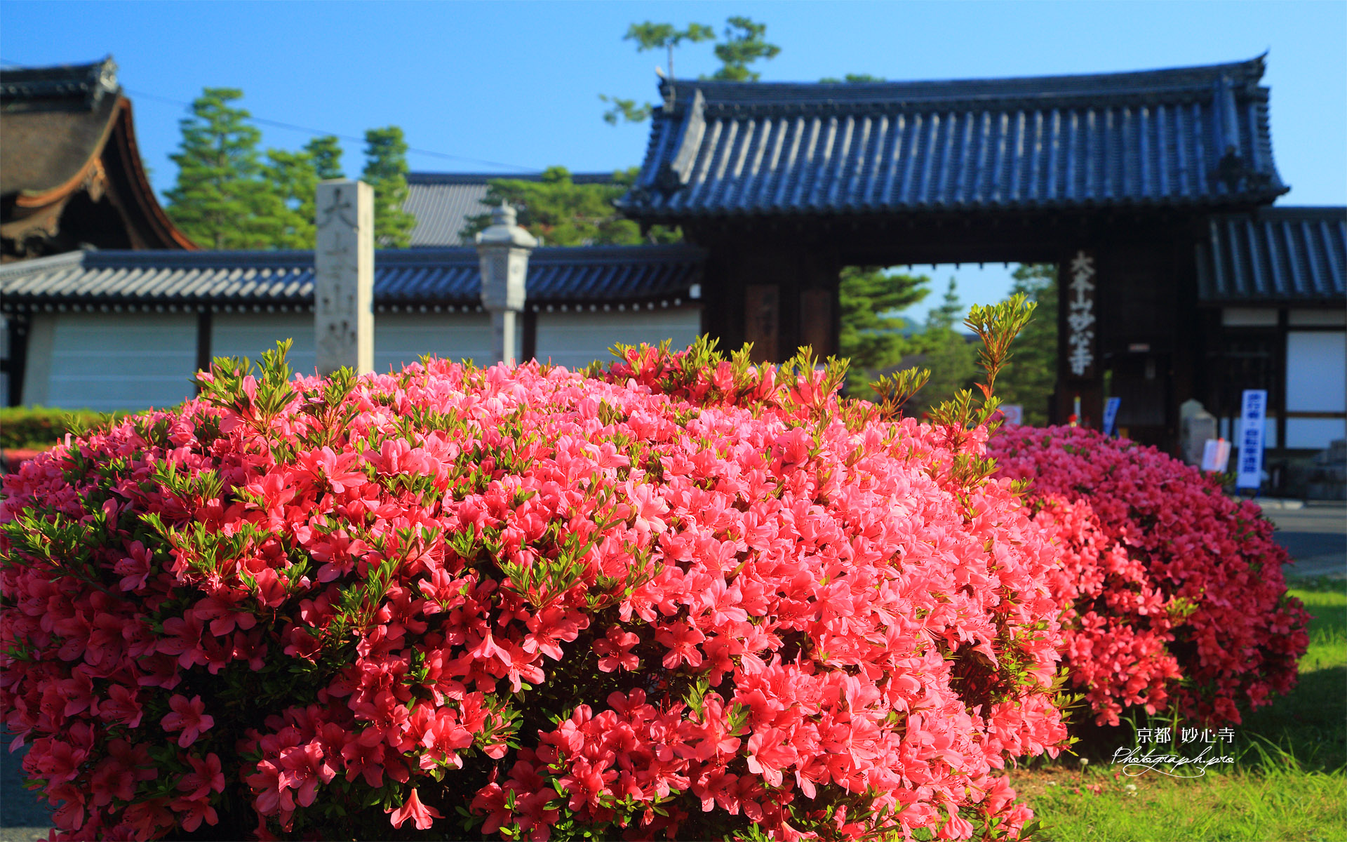 妙心寺 サツキと南総門