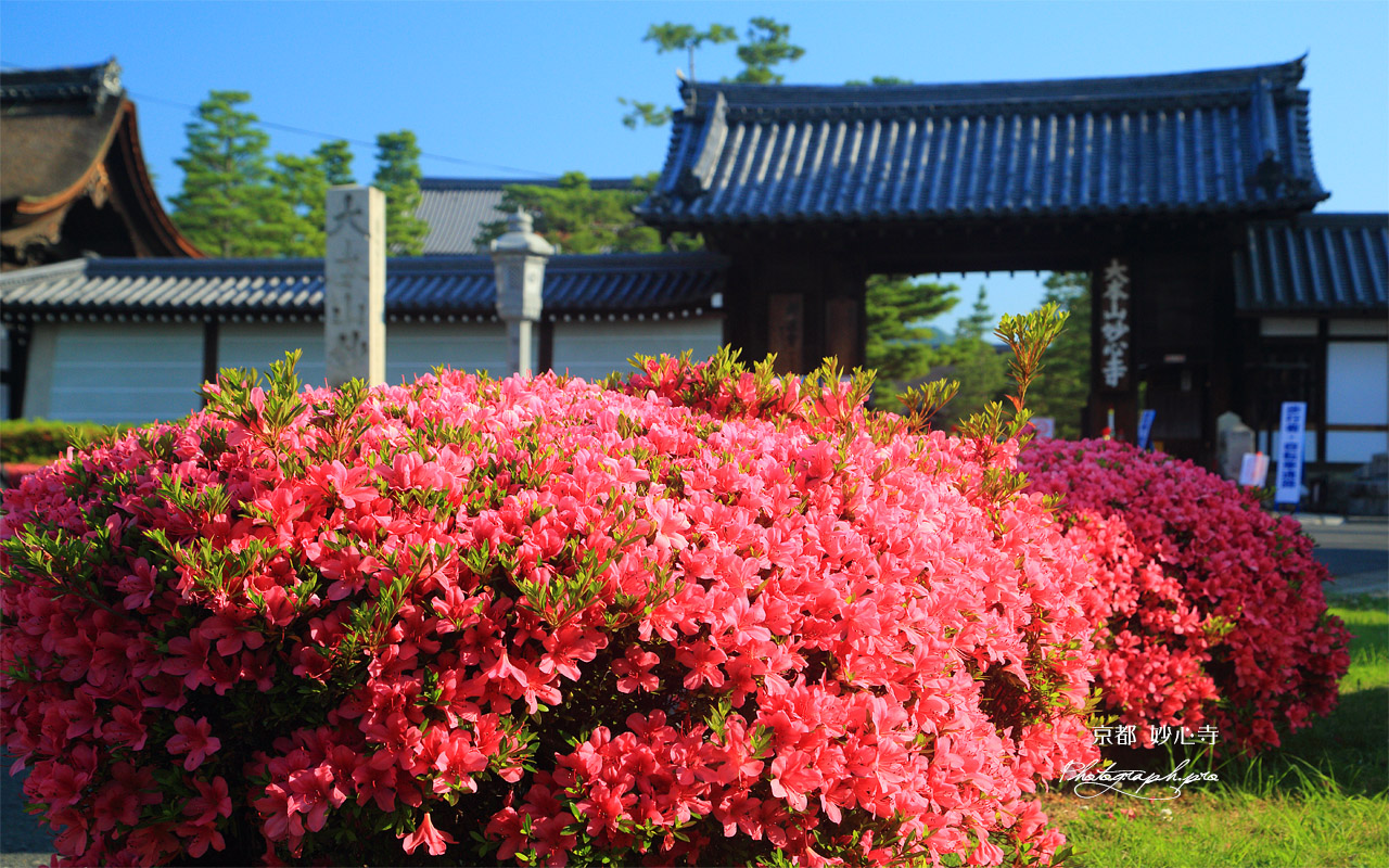 妙心寺 サツキと南総門 壁紙