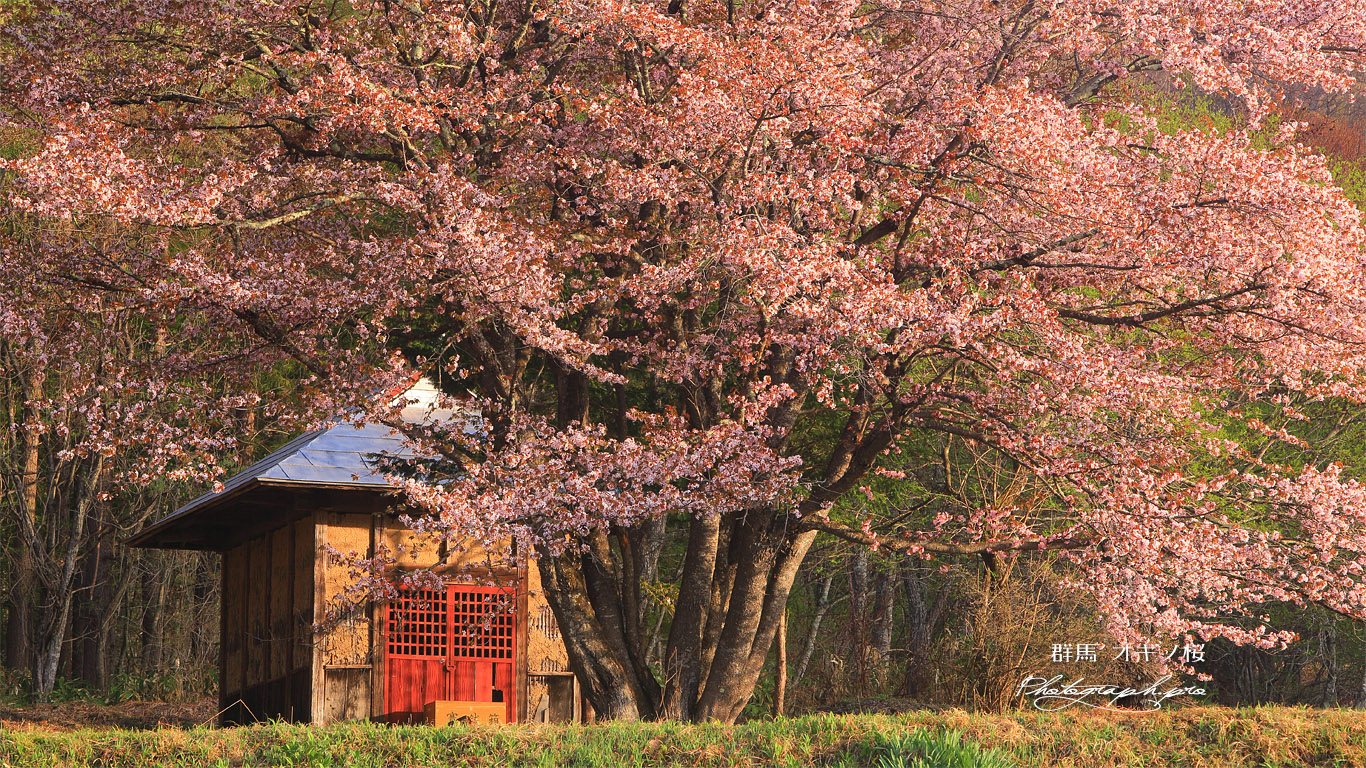 オキノ桜 壁紙