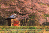 オキノ桜