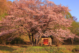 オキノ桜