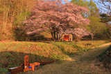 オキノ桜