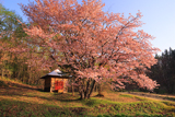 オキノ桜