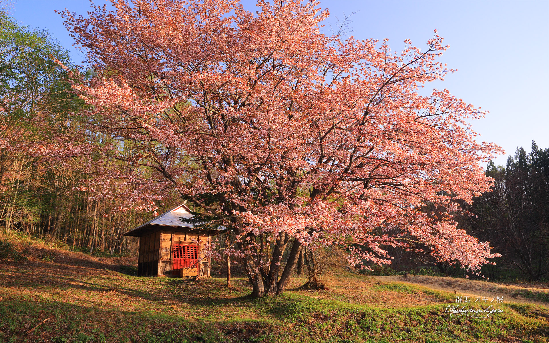 オキノ桜
