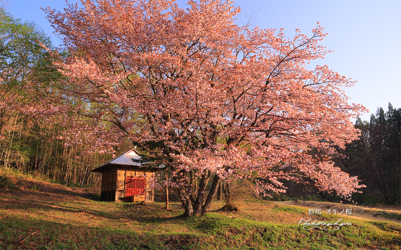オキノ桜 壁紙