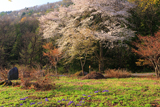 仲次郎桜