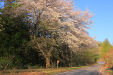 仲次郎桜