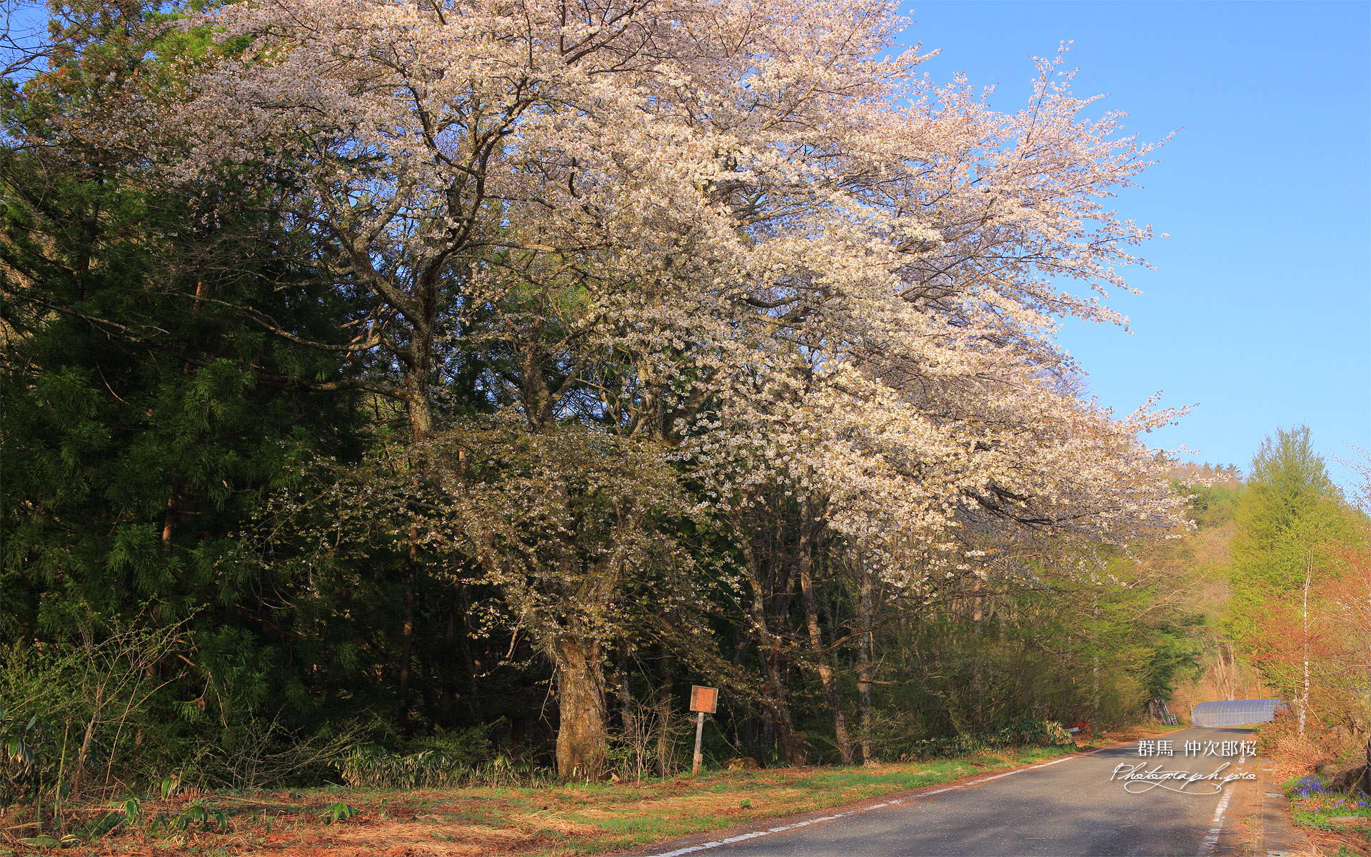 仲次郎桜
