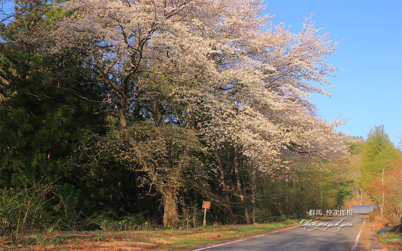 仲次郎桜 壁紙
