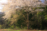 仲次郎桜