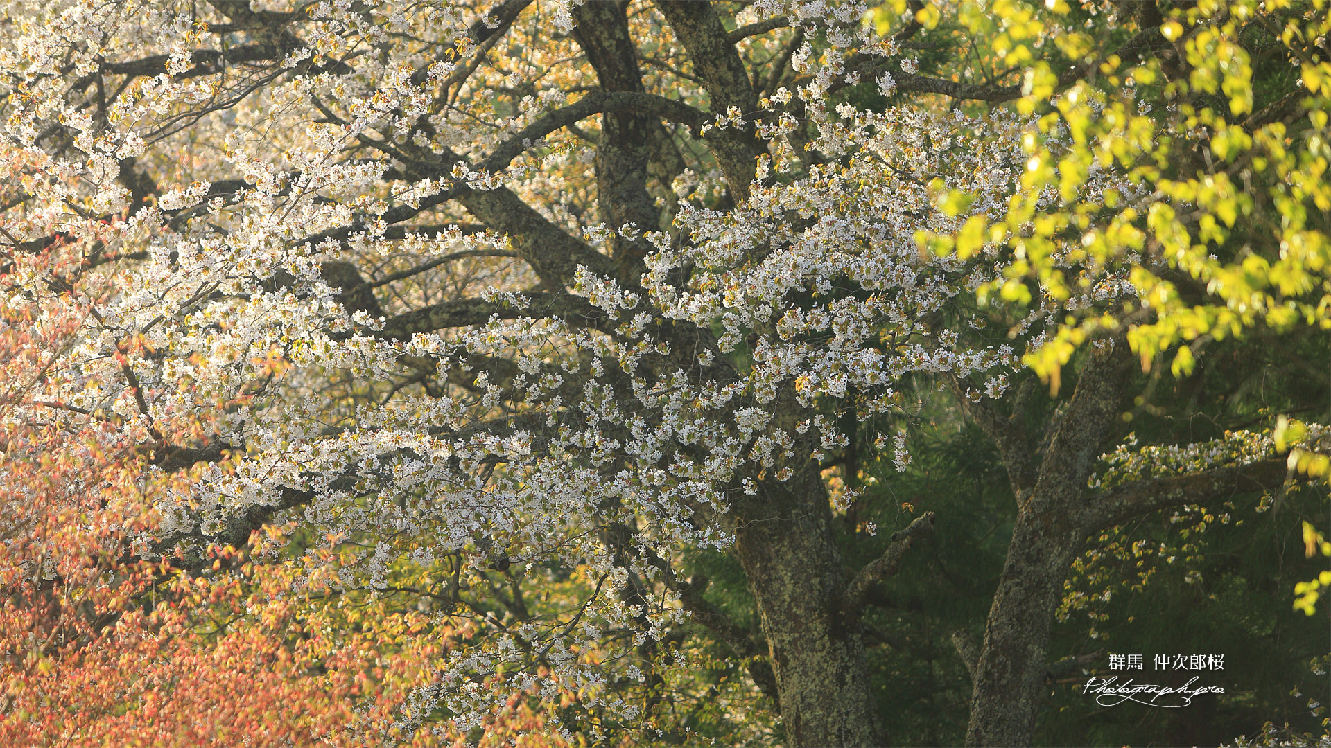 仲次郎桜