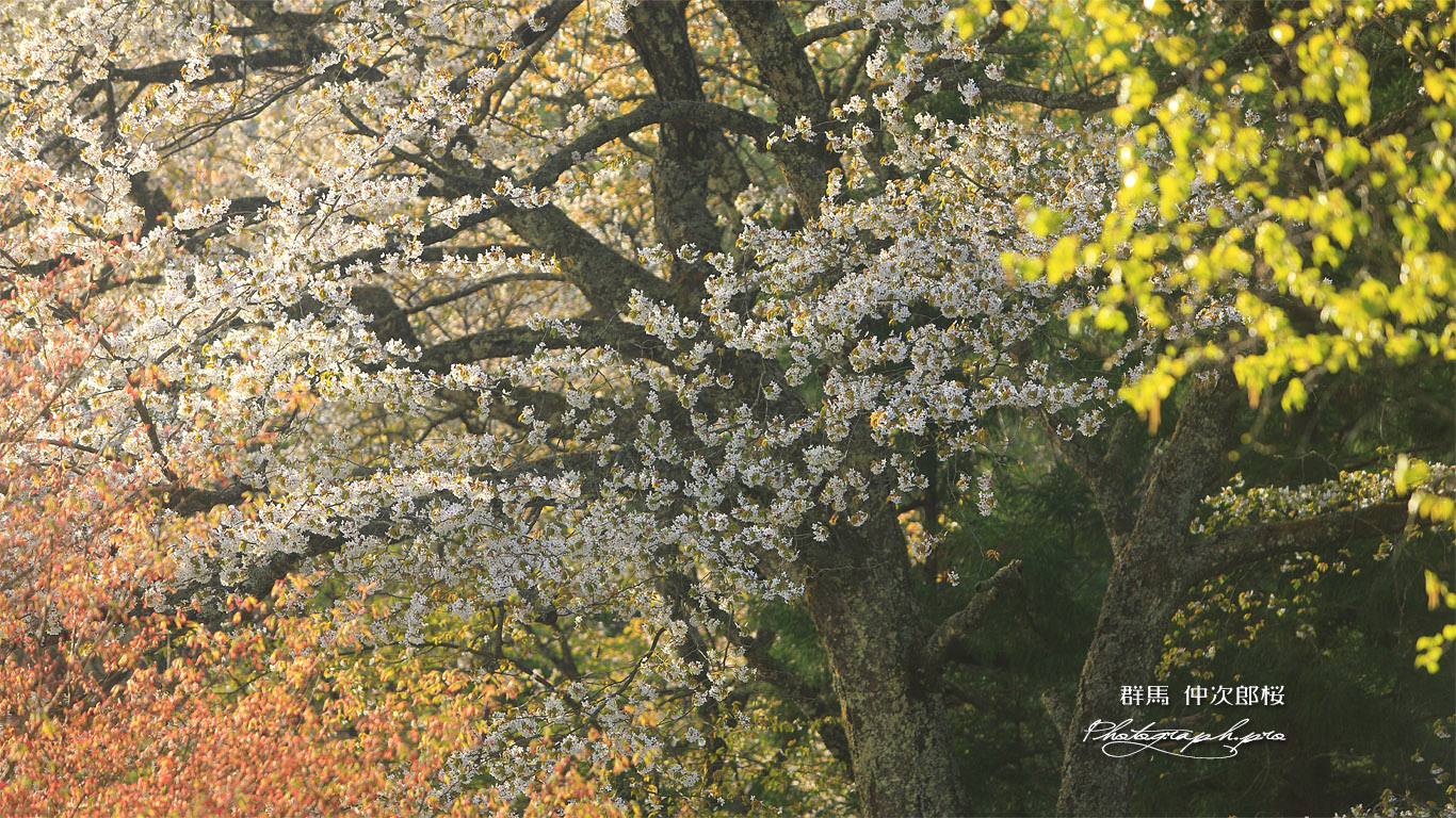 仲次郎桜 壁紙