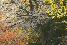 仲次郎桜