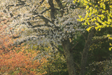 仲次郎桜
