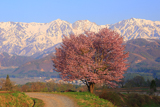 野平の一本桜