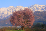 野平の一本桜