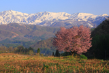 野平の一本桜