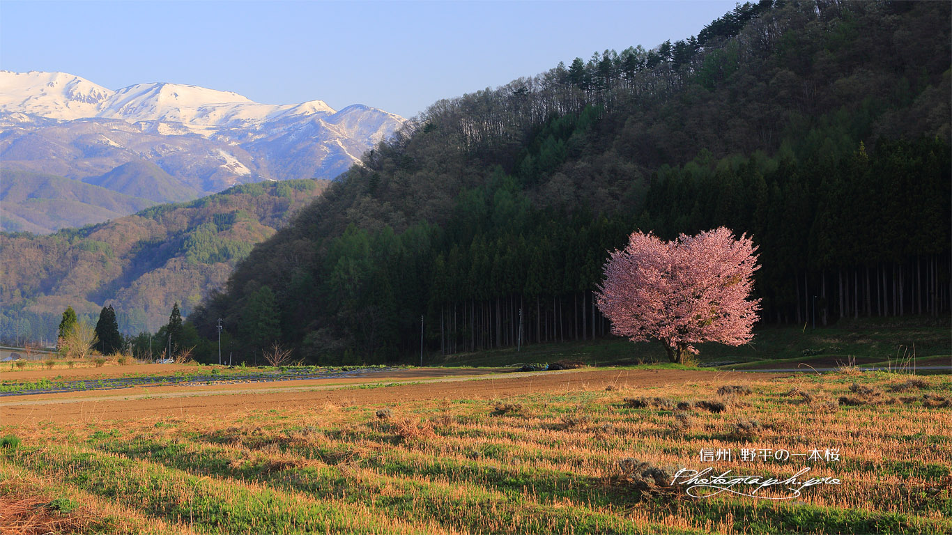 野平の一本桜 壁紙