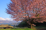 野平の一本桜