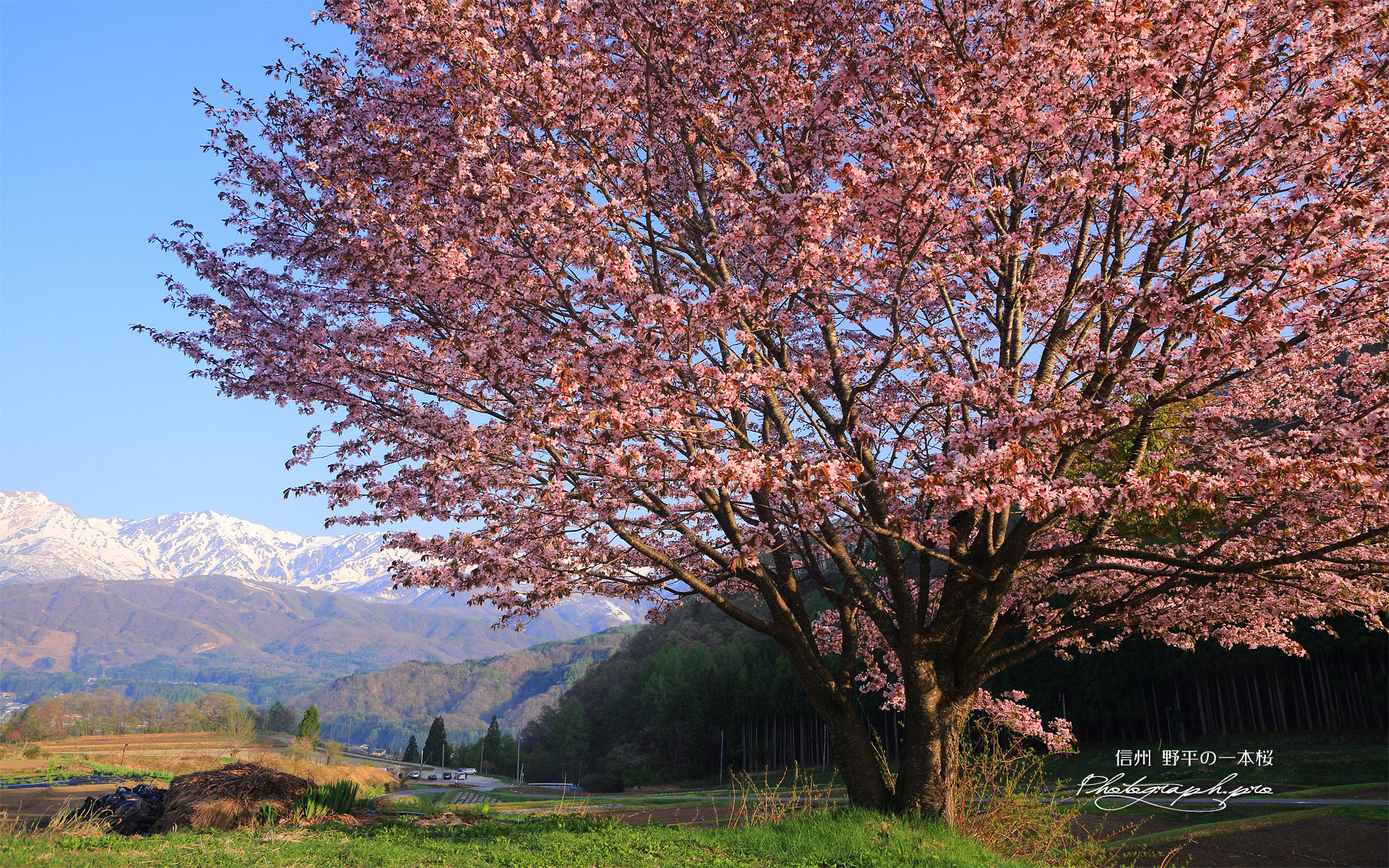 野平の一本桜