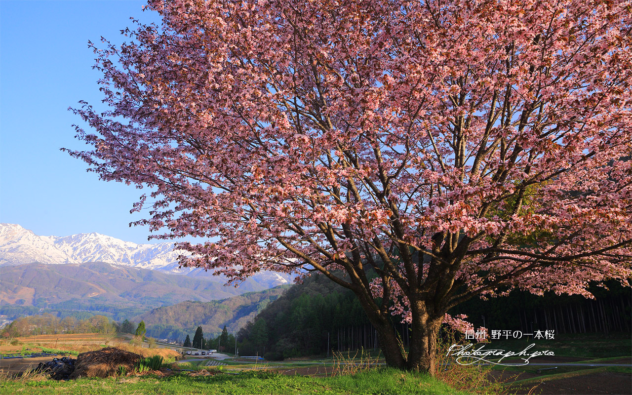 野平の一本桜 壁紙