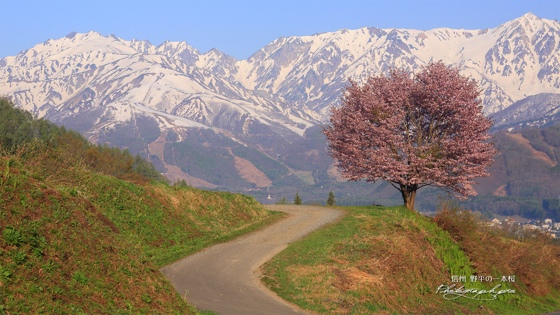 野平の一本桜