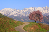 野平の一本桜