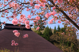 白馬村 青鬼の大山桜